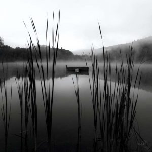 Through the Reeds at Dawn