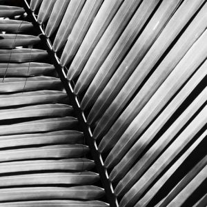 Palm Frond I