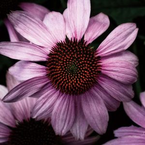 Echinacea