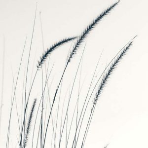 Hierbas del campo III