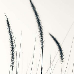 Hierbas del campo IV