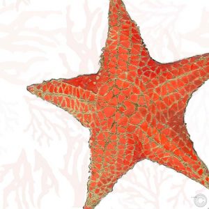 Conchas relucientes XIII